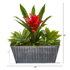 11” Bromeliad and Agave Plant in Black Tin Planter