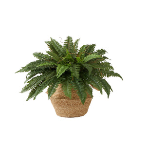 23” Artificial Boston Fern Plant with Handmade Jute & Cotton Basket DIY KIT