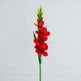 45" Artificial Gladiolus Flower Stems - Set of 3