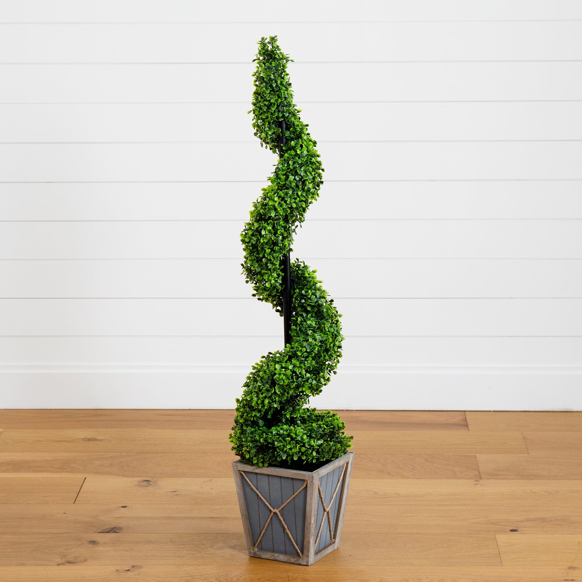 Boxwood Topiary cheapest Trees