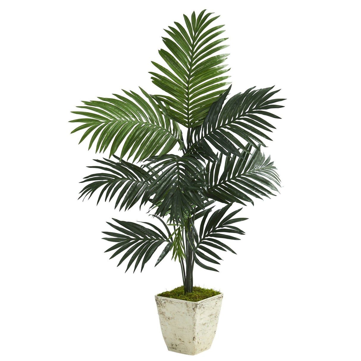 57” Kentia Artificial Palm Tree in Country White Planter