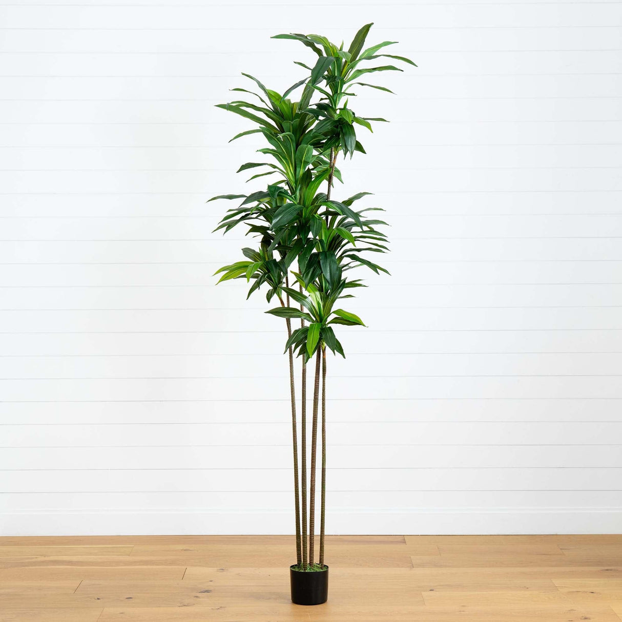 8’ Artificial Dracaena Tree with Real Touch Leaves