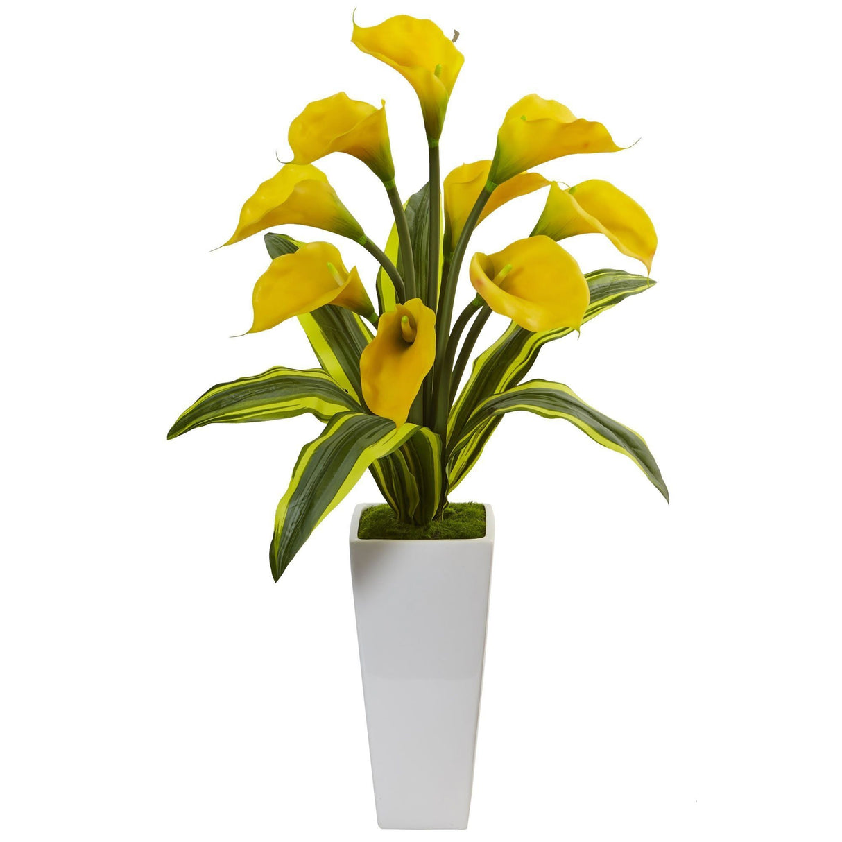 Callas with Tropical Leaves in Glossy Planter