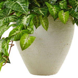 Nephthytis in White Planter