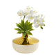 Phalaenopsis Orchid and Agave Artificial Arrangement in Vase