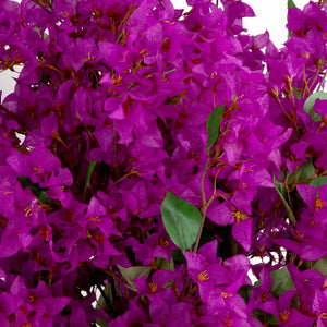 Signature Collection 41” Giant Bougainvillea Artificial Arrangement in Glass Vase